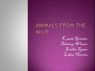Animals from the wild