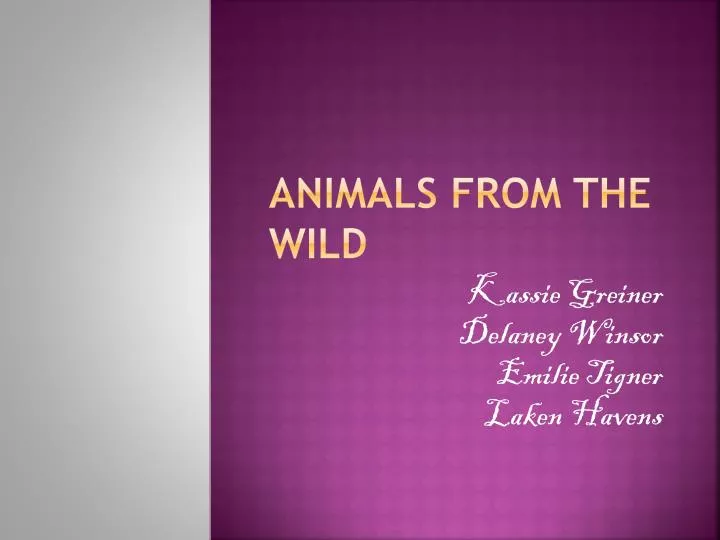 animals from the wild