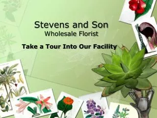 Stevens and Son Wholesale Florist