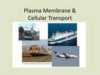 Plasma Membrane &amp; Cellular Transport