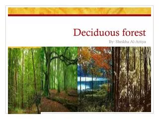 Deciduous forest