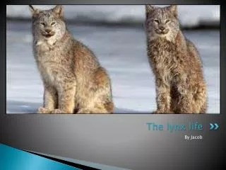 The lynx life