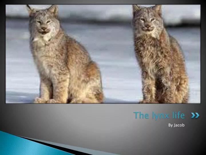 the lynx life