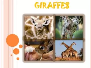 giraffes