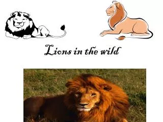 Lions in the wild