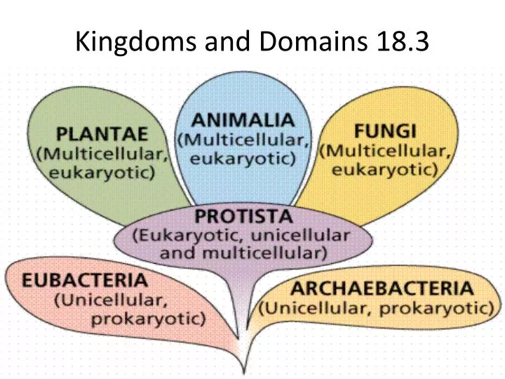 kingdoms and domains 18 3