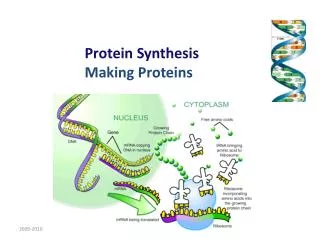 Protein Synthesis Making Proteins