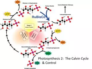 Photosynthesis 2: The Calvin Cycle &amp; Control