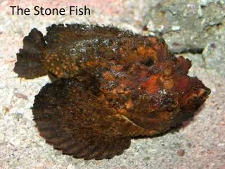 The Stone Fish