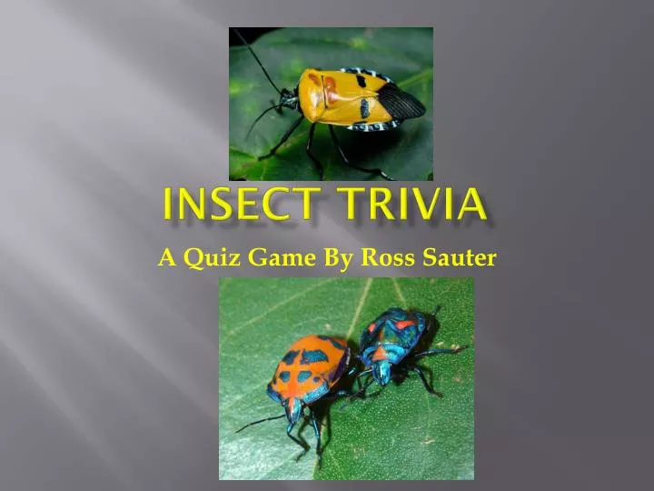 insect trivia