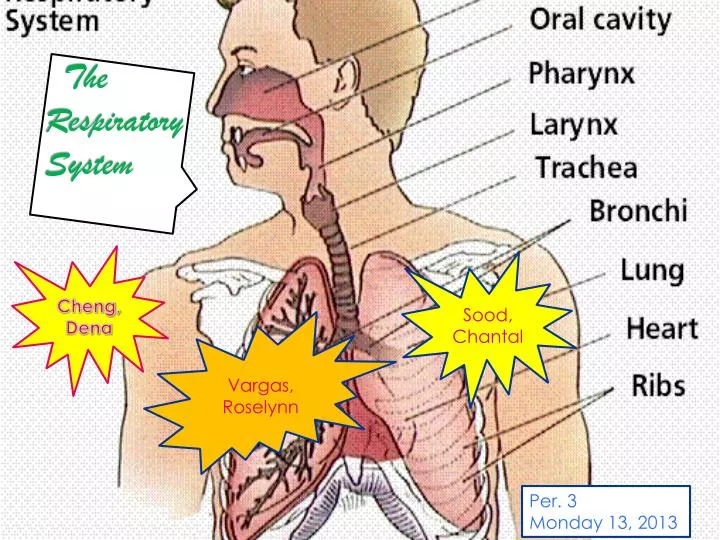 the respiratory system