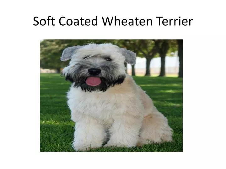 soft coated wheaten terrier