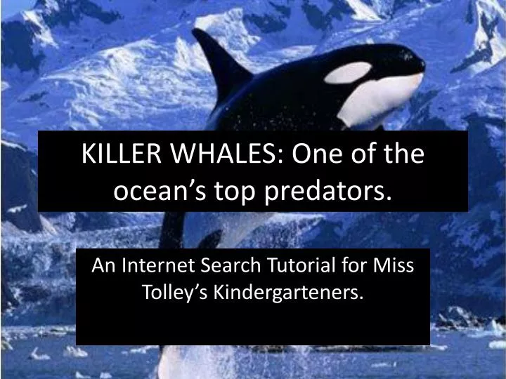 killer whales one of the ocean s top predators