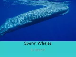 sperm whales