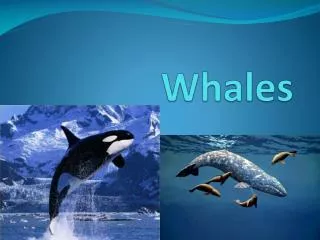 Whales