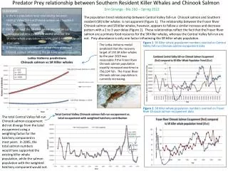 Predator Prey relationship between Southern Resident Killer Whales and Chinook Salmon