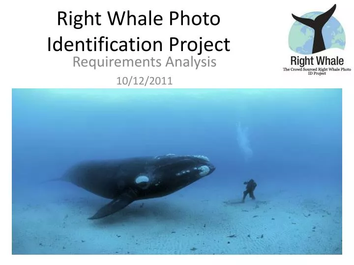 right whale photo identification project