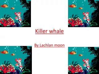 Killer whale