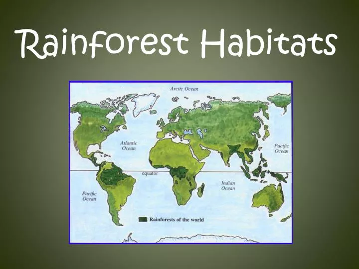 rainforest habitats