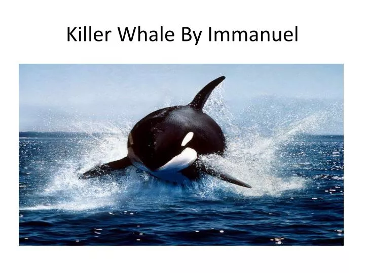 killer whale by immanuel