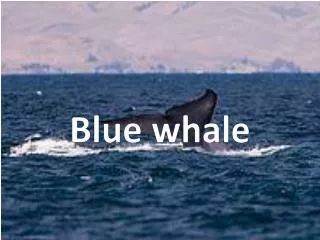 Blue whale