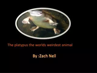 The platypus the worlds weirdest animal