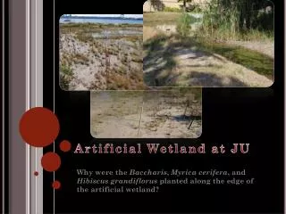 Artificial Wetland at JU