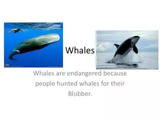 whales