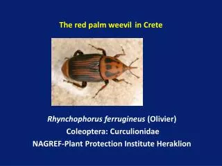 The red palm weevil in Crete