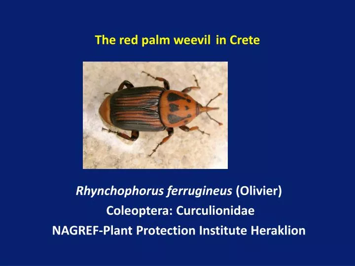 the red palm weevil in crete