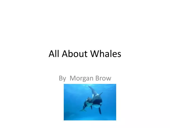 all a bout whales