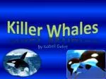 Killer Whales - slide 1