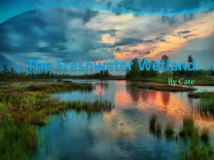 the freshwater wetland