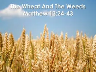 The Wheat And The Weeds Matthew 13:24-43