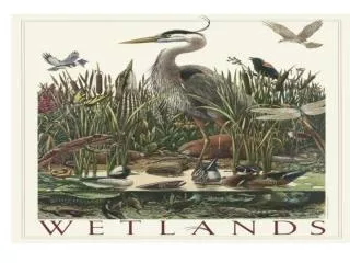 What is a Wetland?