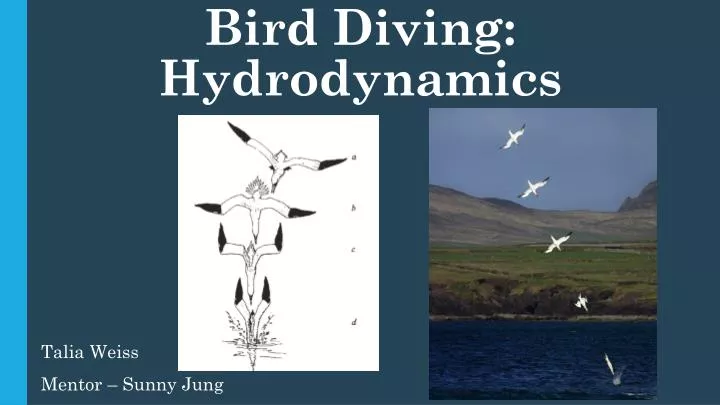 bird diving hydrodynamics