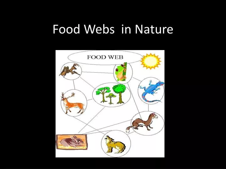 food webs in nature