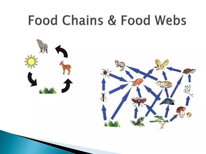 food chains food webs