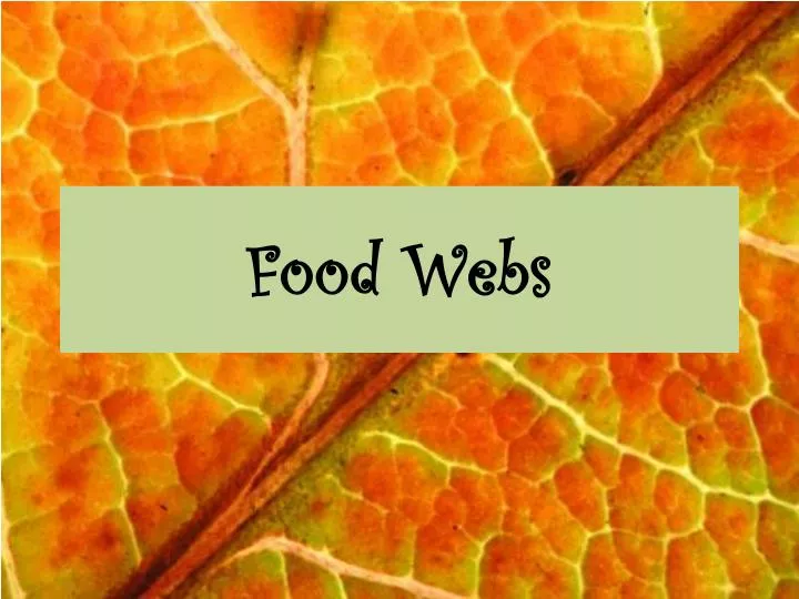 food webs