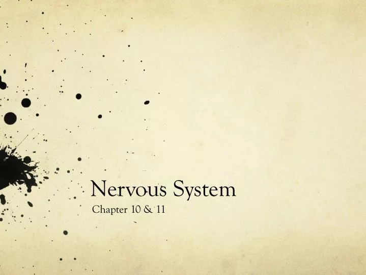 nervous system