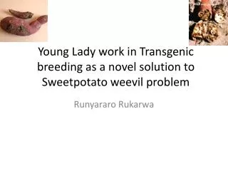 Young Lady work in Transgenic breeding as a novel solution to Sweetpotato weevil problem