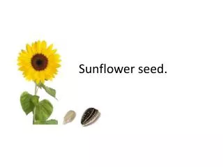 Sunflower seed.
