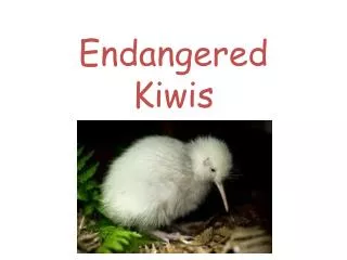 Endangered Kiwis