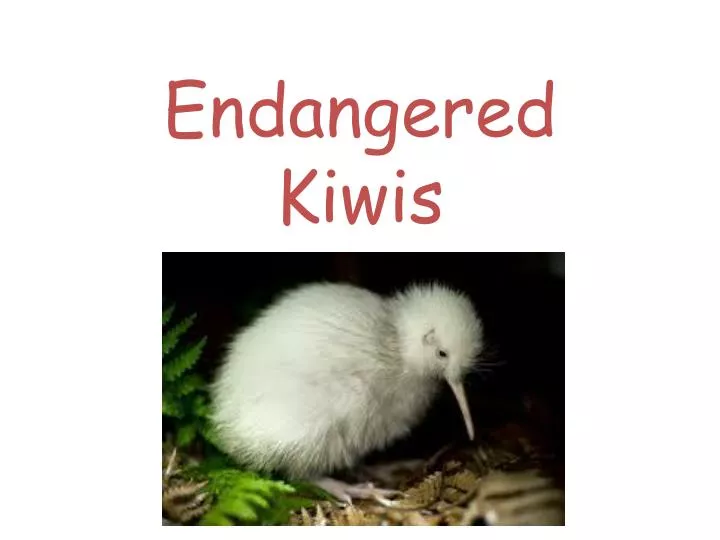 endangered kiwis