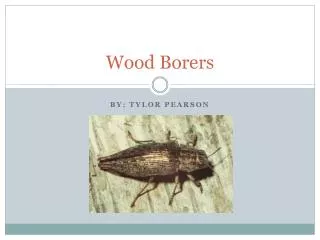 Wood Borers