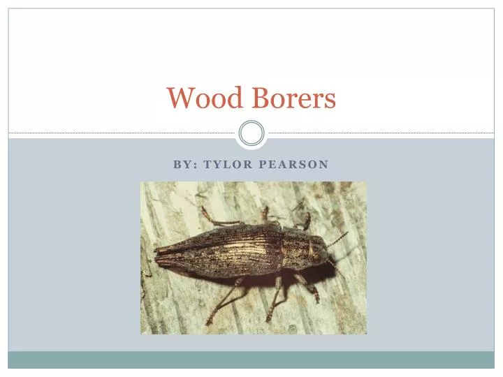 wood borers