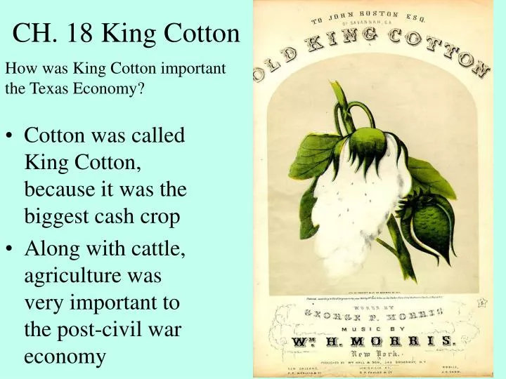 ch 18 king cotton