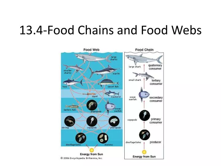 13 4 food chains and food webs