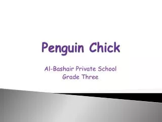 Penguin Chick