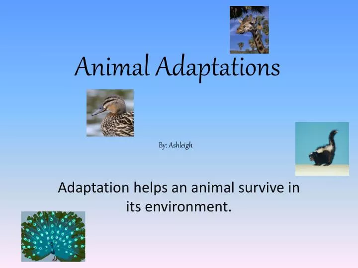 adaptation pictures of animals